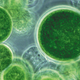 Image for article titled The Key to Colonizing Mars Could Be These Tiny Green Microbes